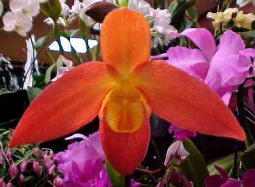 Phragmipedium Don Wimber